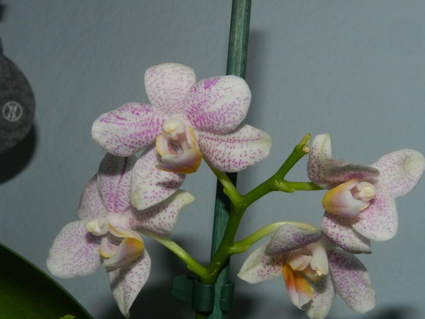  - D- Mini Phalaenopsis