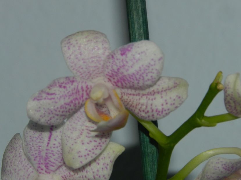  - D- Mini Phalaenopsis
