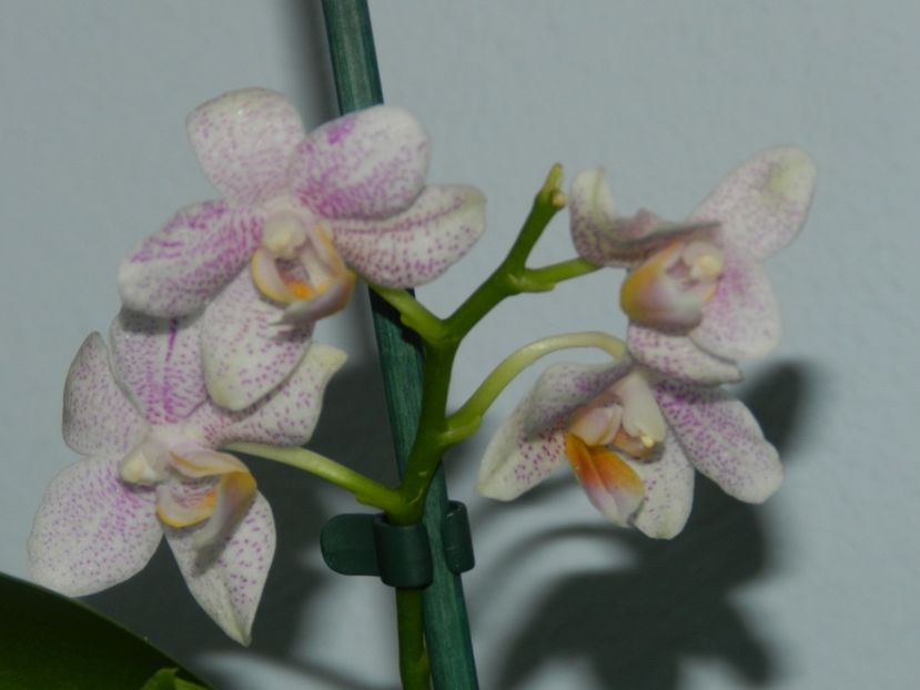  - D- Mini Phalaenopsis