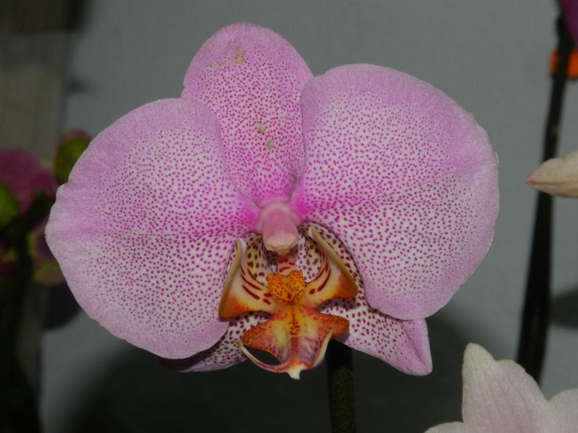 phalaenopsis Manhattan - C- Phalaenopsis-speciile pe care le detin