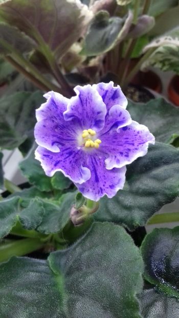 It's Raining - VIOLETE DE COLECTIE 2017