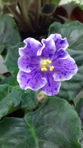  - VIOLETE DE COLECTIE 2017