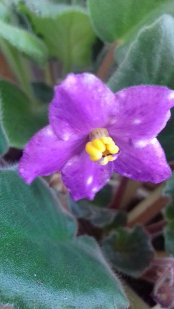  - VIOLETE DE COLECTIE 2017