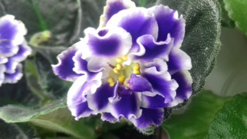  - VIOLETE DE COLECTIE 2017