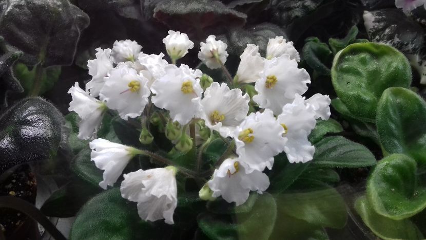 Alan's Withe Feather - VIOLETE DE COLECTIE 2017