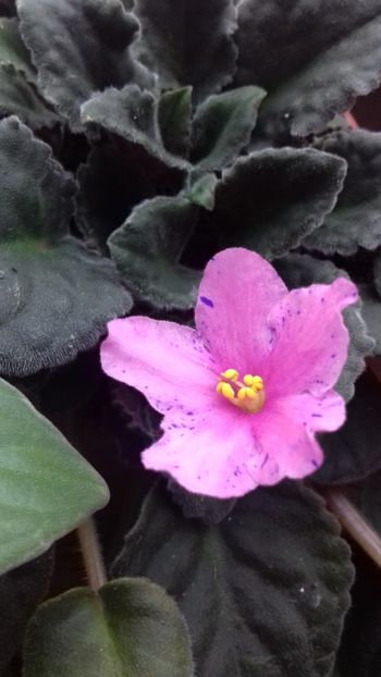  - VIOLETE DE COLECTIE 2017