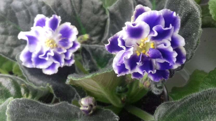  - VIOLETE DE COLECTIE 2017