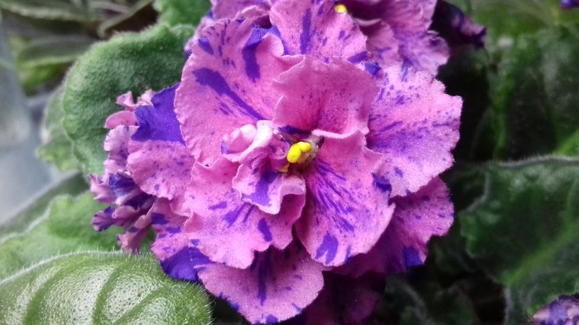 Psychedelic Rose Fantasy - VIOLETE DE COLECTIE 2017