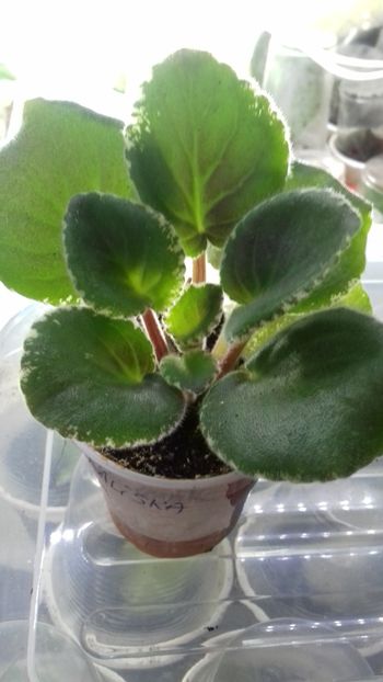 Pui de Odaliska. - LE Odaliska