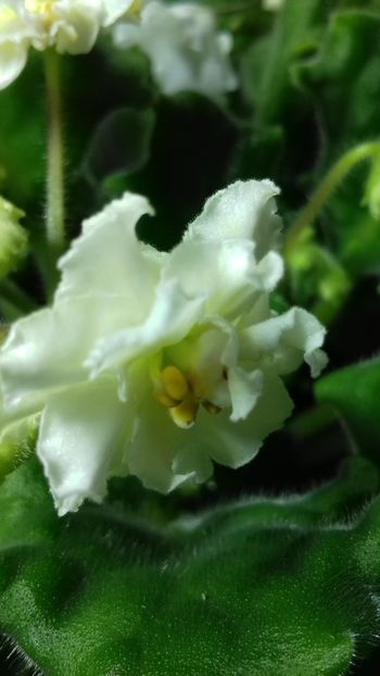 Mellow Yellow - VIOLETE DE COLECTIE 2017