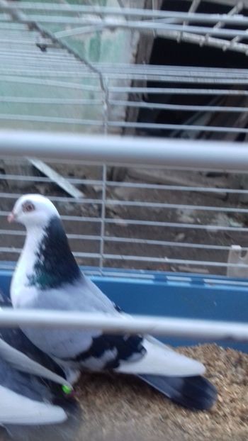 Mascul 2017 - albastri2018