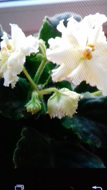  - VIOLETE DE COLECTIE 2017