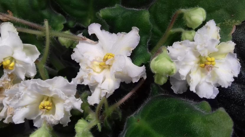  - VIOLETE DE COLECTIE 2017