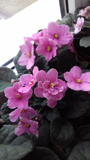  - VIOLETE DE COLECTIE 2017