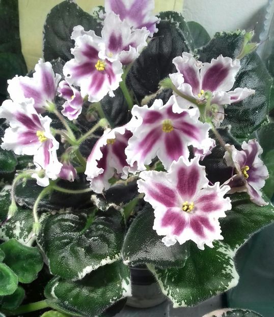 Le  Margarita - VIOLETE DE COLECTIE 2017