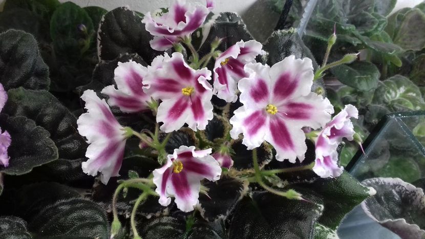 31.12.2017 - VIOLETE DE COLECTIE 2017