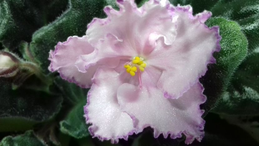  - VIOLETE DE COLECTIE 2017