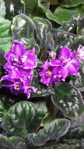  - VIOLETE DE COLECTIE 2017