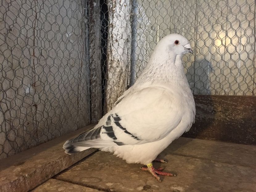 M2017 3941 - 3_1 MASCULI