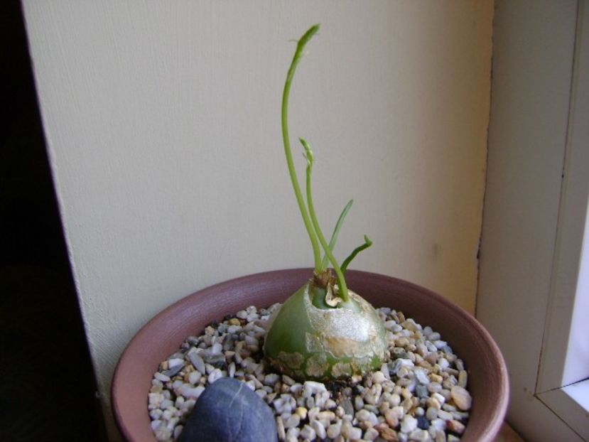 Bowiea volubilis - Caudiciforme si bulbi 2017