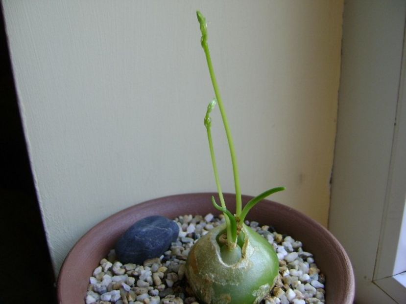 Bowiea volubilis - Caudiciforme si bulbi 2017