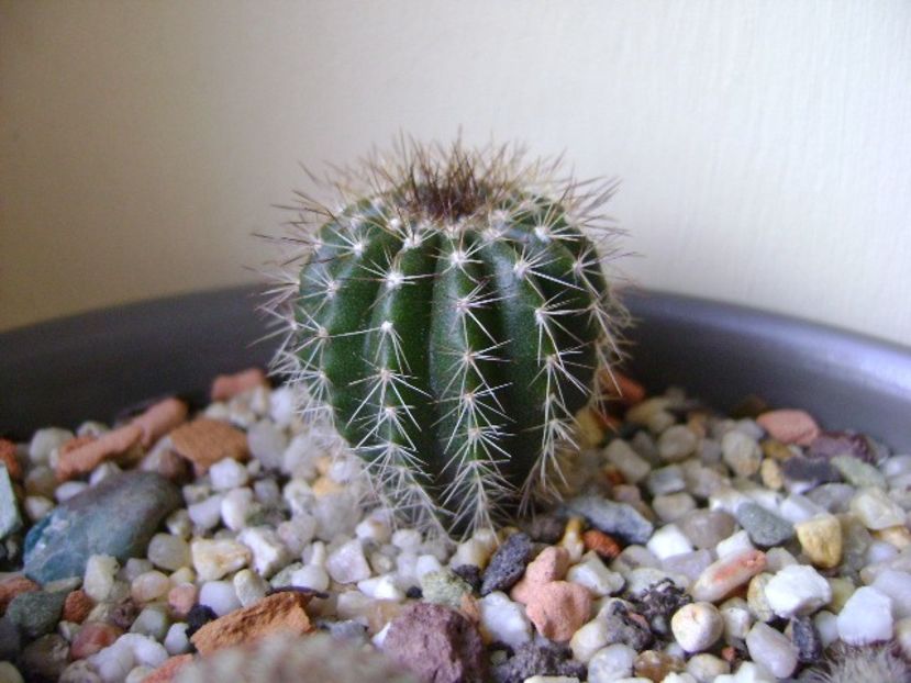 Uebelmania pectinifera - Cactusi 2017 final de an