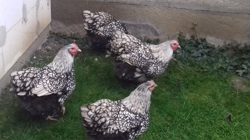  - ORPINGTON ARGINTIU