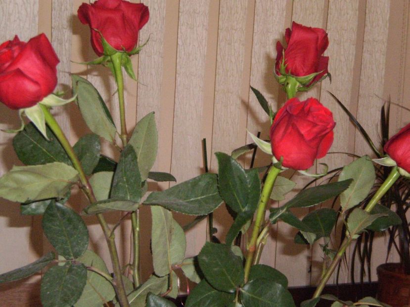  - REVELION 2011-2012-2013-2014-2015_2017-2018