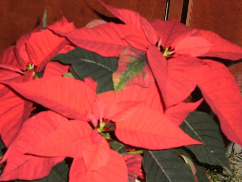  - REVELION 2011-2012-2013-2014-2015_2017-2018