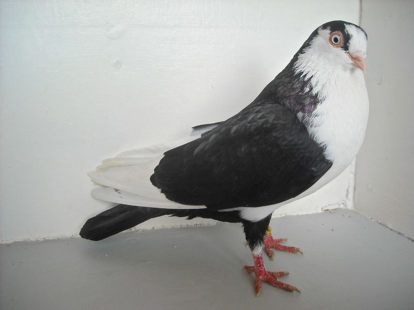  - jucatori de galati pe negru