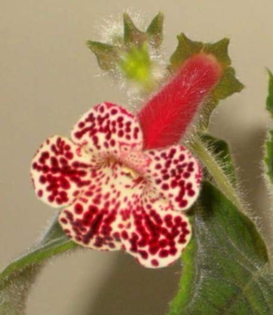 Kohleria Byby - KOHLERII