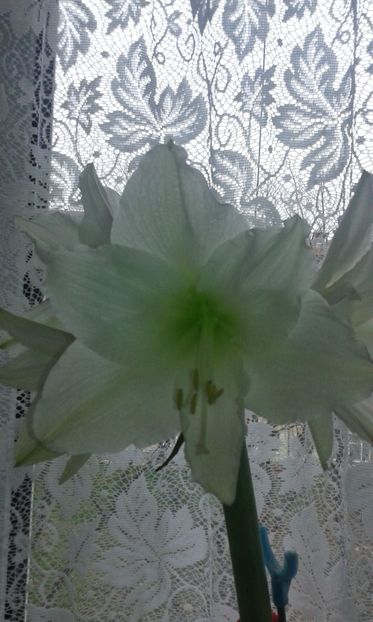 Amaryllis-2017-dec - 2017 - Amaryllis -și- Szlumbergera