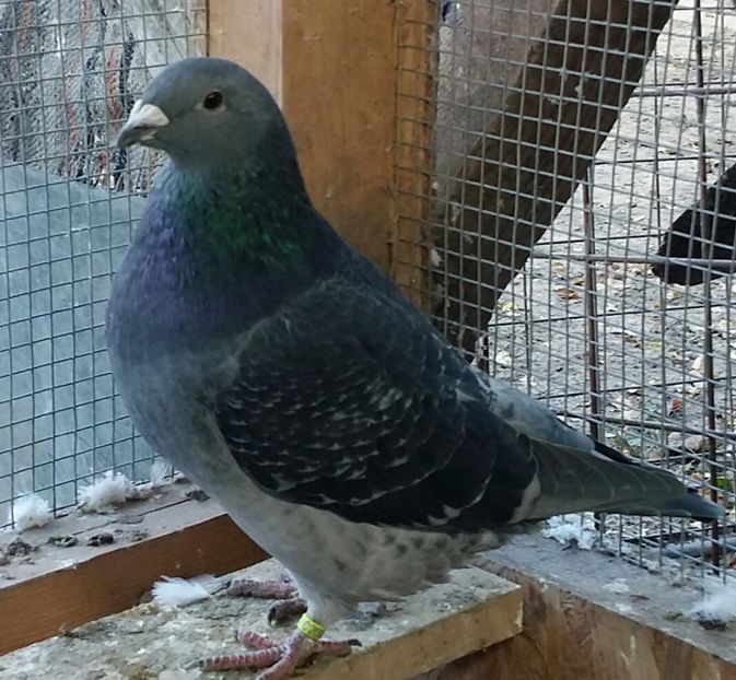 Piticul 2017 Vandut - Vanduti