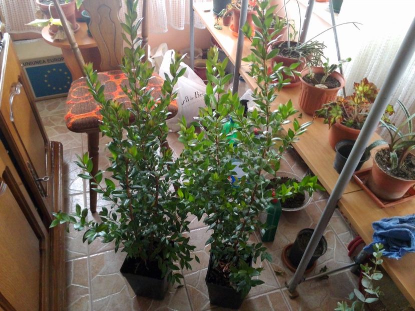 Myrtus communis - Poze 2017