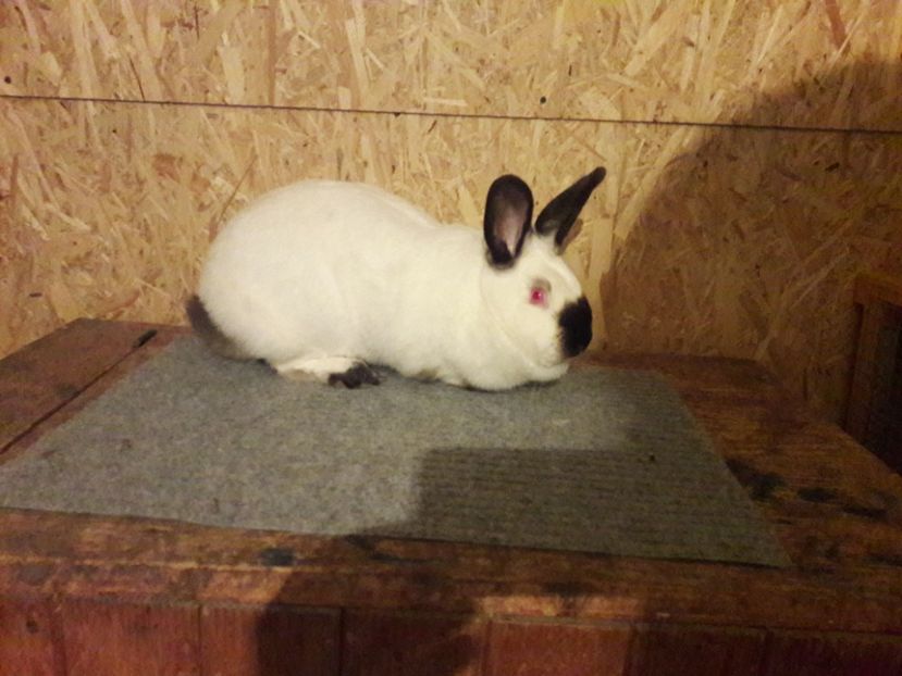  - a Femele californian