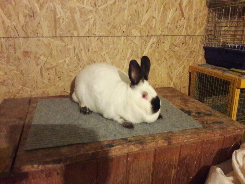  - a Femele californian