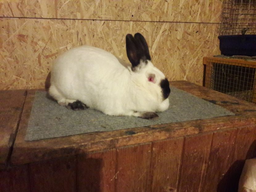  - a Femele californian