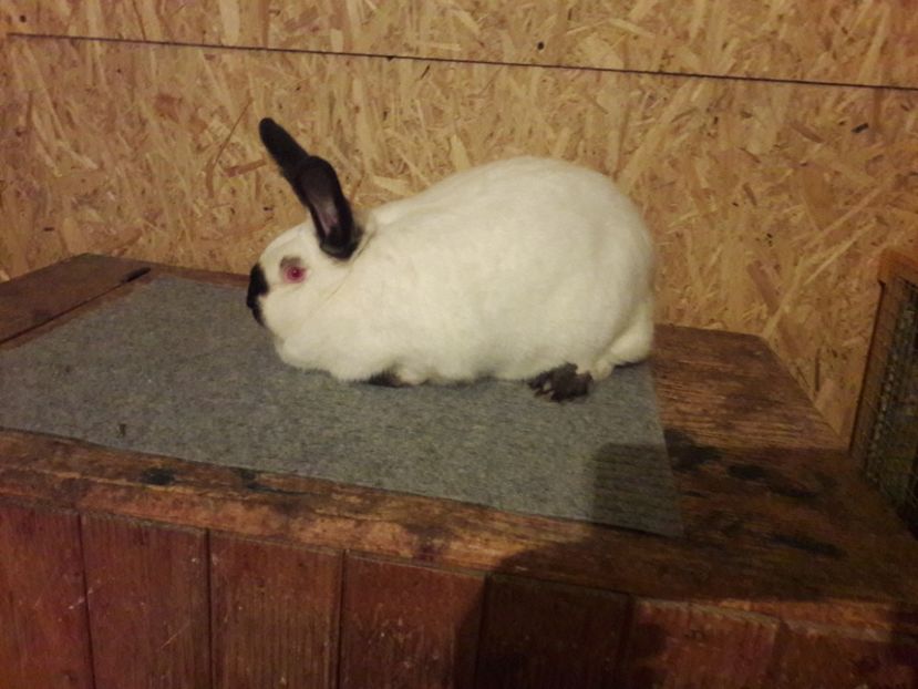  - a Femele californian