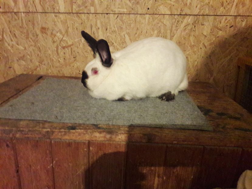  - a Femele californian