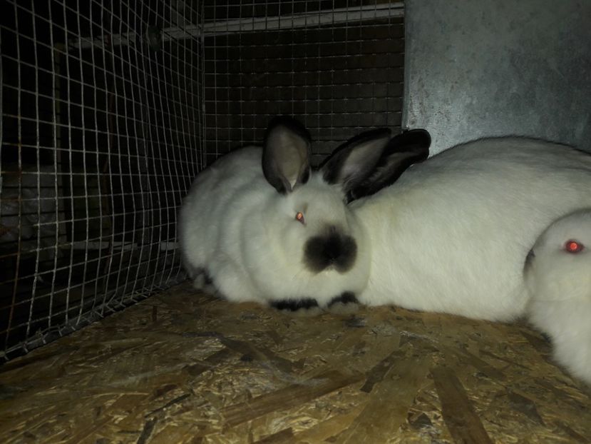  - b Tineret californian