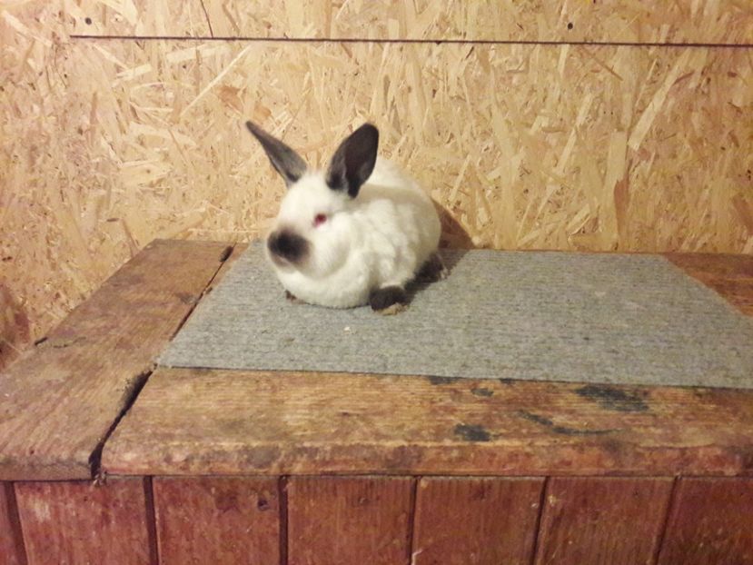 9l - b Tineret californian