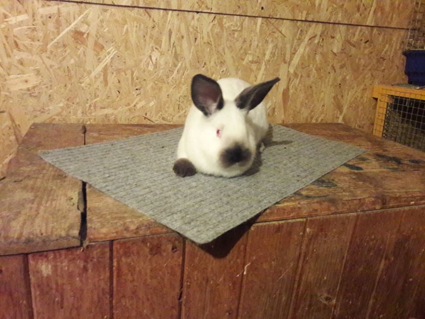  - b Tineret californian