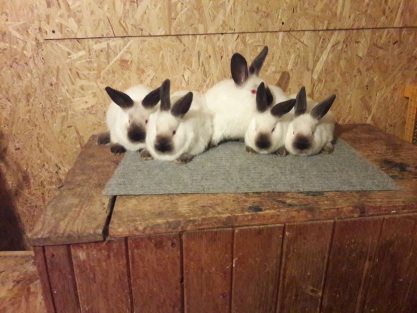  - b Tineret californian