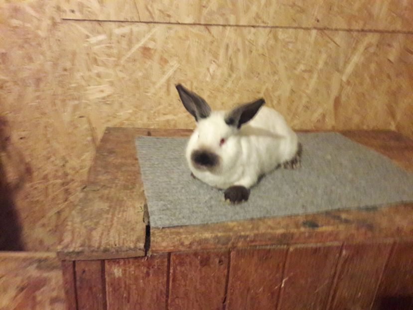  - b Tineret californian