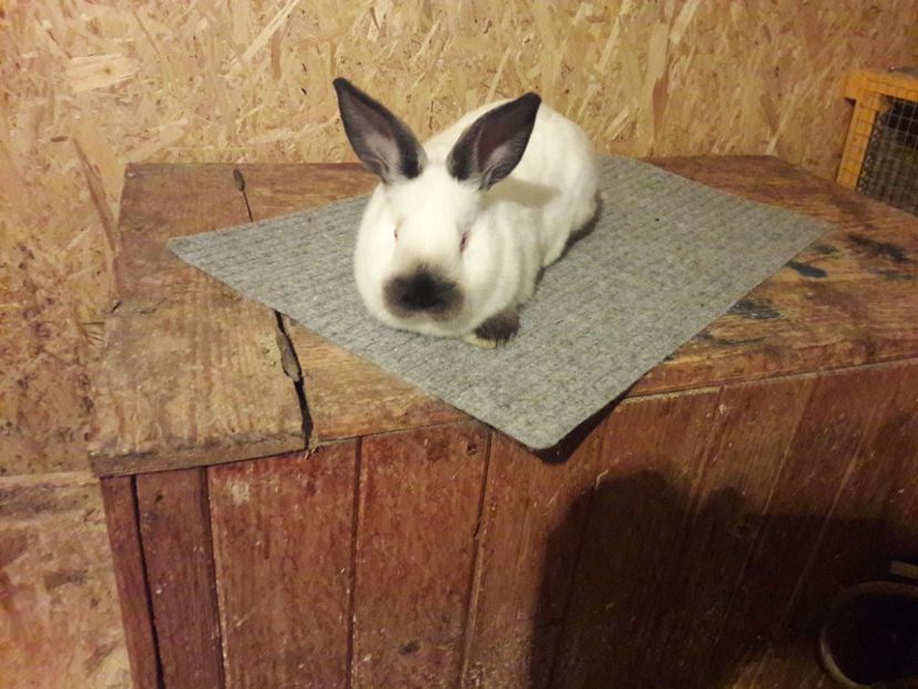  - b Tineret californian