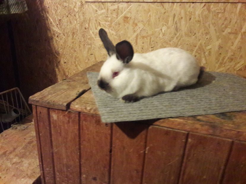  - b Tineret californian