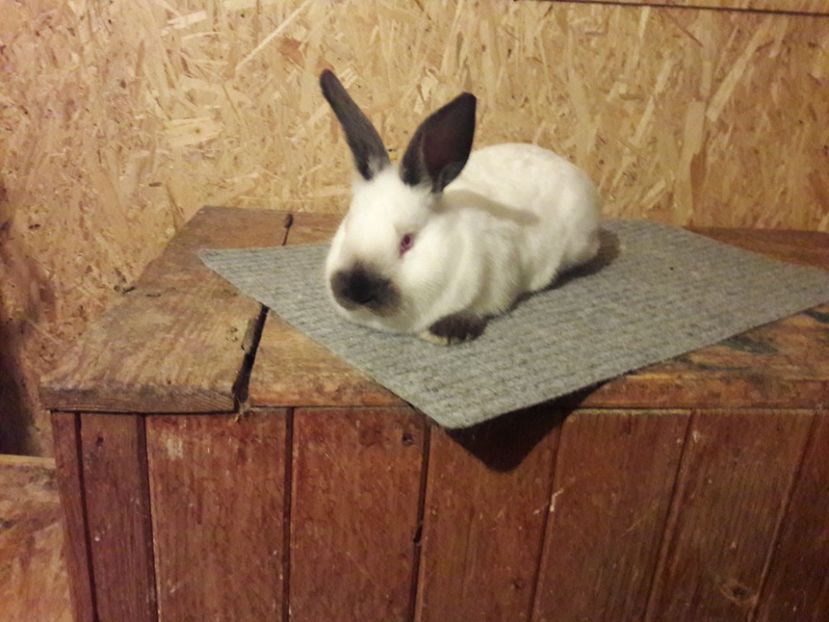  - b Tineret californian