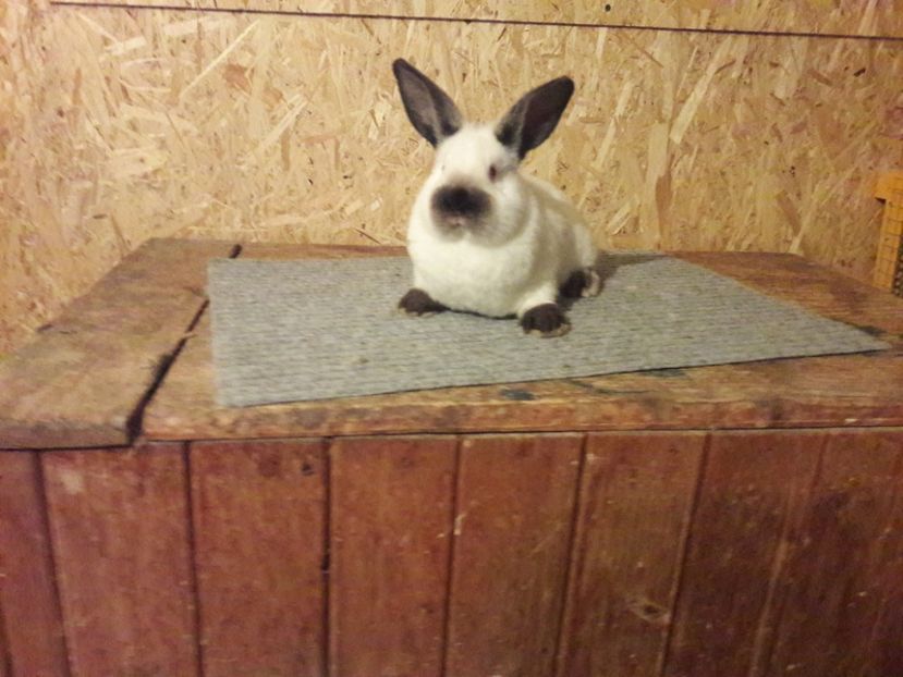  - b Tineret californian