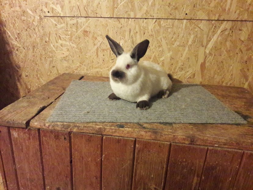  - b Tineret californian