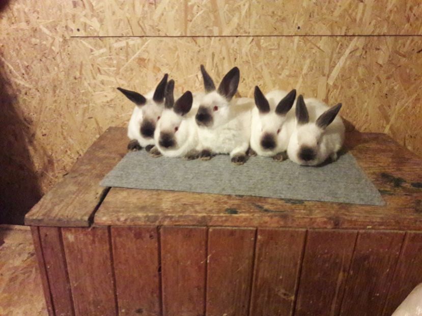  - b Tineret californian